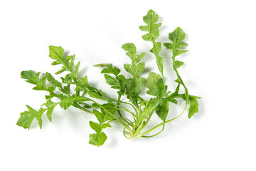 fresh shepherd's purse vegetable isolated on white background.