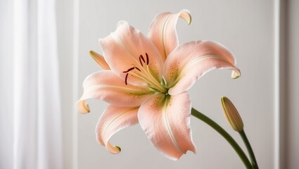 Fototapeta premium A beautiful Lily flower in the soft, evoking a sense of tranquility and refinement.