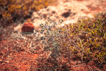 A resilient thorny plant thriving on red soil amidst the arid landscape during golden hour
