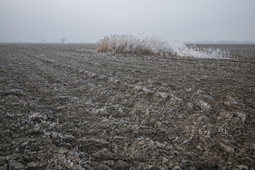Frozen frosty ice coating winter mood