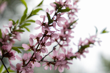 Obraz premium Delicate pink blossoms bloom in a tranquil garden, welcoming the gentle warmth of spring's embrace