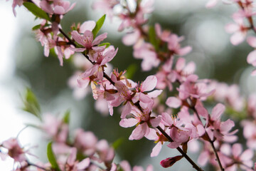 Delicate pink cherry blossoms bloom gracefully in the spring sunlight, enhancing the serene nature landscape