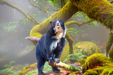 Portrait South american Spectacled bear (Tremarctos ornatus). 