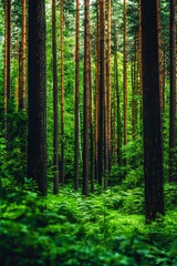 Fototapeta premium Enchanted Green Forest Majestic Tall Pine Trees With Lush Ferns Floor In Summer Day