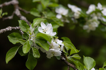 Delicate white apple blossoms blooming on a vibrant green branch during spring in a peaceful garden