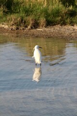 Aigrette dans les marais normands