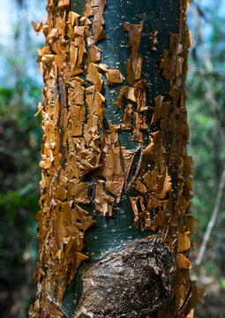 Panama, Darien Province, Filo Del Tallo, Tree Bark In Filo Del Tallo Park Used As Soap By Embera Tribe