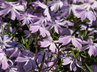 Delicate lavender flowers bloom vibrantly in a sunlit garden during springtime