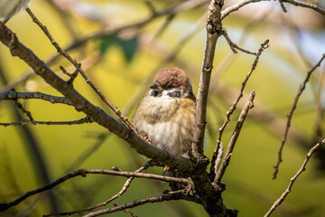 枝にとまるスズメ