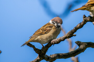 枝にとまるスズメ