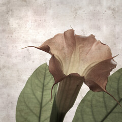 textured stylish old paper background, square, with large heavy flowers of Brugmansia, Angel trumpet