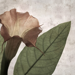 textured stylish old paper background, square, with large heavy flowers of Brugmansia, Angel trumpet