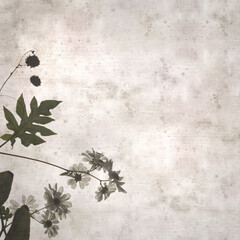 textured stylish old paper background, square, with Montanoa hibiscifolia, the tree daisy or...