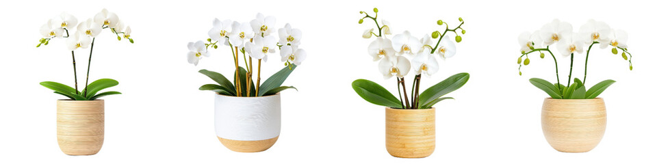 Obraz premium Elegant white orchids in eco friendly bamboo pots, showcasing modern design. Perfect for home decor or office spaces, these plants add touch of nature and tranquility