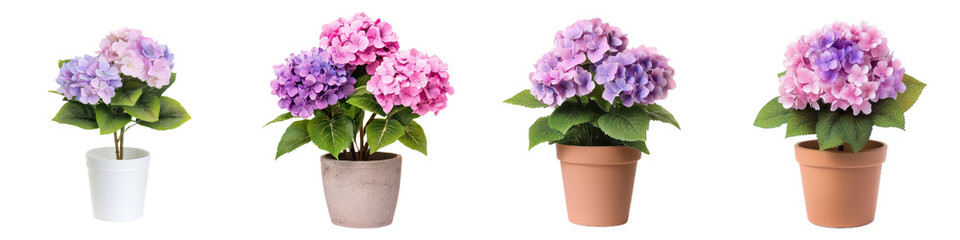 Naklejka premium Beautiful hydrangea plants in various pots, showcasing romantic style and soft colors. Perfect for home decor or garden settings, adding touch of elegance and charm