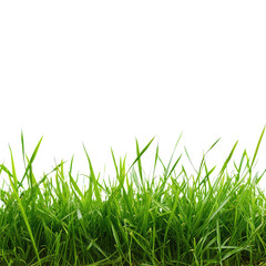 Fototapeta premium Reed Grass, Generative AI 