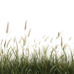 Fototapeta premium Reed Grass, Generative AI 