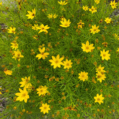 Moonbeam yellow flowers garden square background