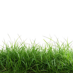 Reed Grass, Generative AI	