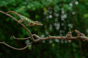 Serie photos No. 3: A frustrated Dumpy Frog with a yellow dragonfly, perched on its head. Suddenly, a Panther Chameleon swiftly snatched the dragonfly.