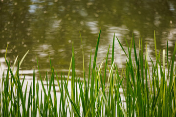 Delicate green blades sway gently by a tranquil pond reflecting serene ripples during golden hour