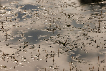 Tranquil wetland reflections at dusk reveal nature intricate patterns and delicate water life