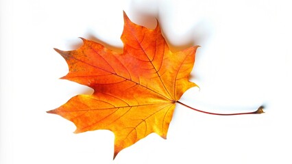 Obraz premium Vibrant Orange Maple Leaf in Autumn Isolated on White Background