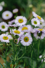 Obraz premium Colourful Flowers