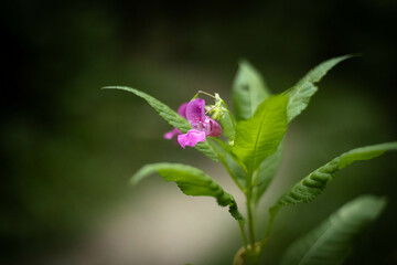 Fototapeta premium A delicate pink wildflower blooms gracefully in a lush green environment during daylight
