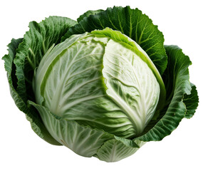Fototapeta premium cabbage isolated on white transparent background