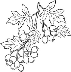 Hawthorn Branch with Berries and Leaves Outline Illustration. Ingredient for health care and alternative medicine.