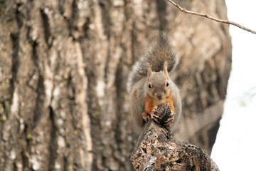 木の上で木の実を食べるニホンリス