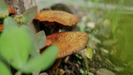 mushrooms in the forest