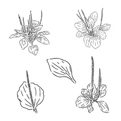 Plantain. Medicinal plant wild field flower. Sketch. Hand drawn outline vector illustration © Elala 9161