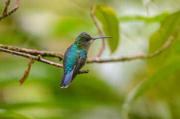 Crowned Woodnymph - Thalurania colombica hummingbird resting on a branch in a lush green rainforest...