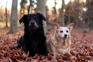 a pack of crossbred dogs walking together in the forest