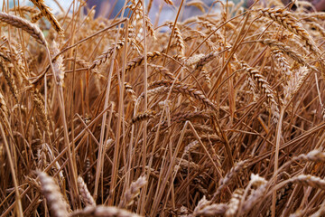 Obraz premium Golden wheat swaying gently in the breeze during a sunny autumn day on the farm