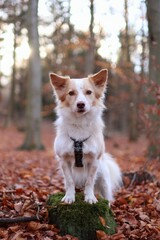 small welsh corgi crossbreed sitting in the forest in autumn.