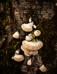 Delicate fungal growths emerging from a tree trunk in a serene forest during early morning light
