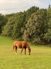horse in the meadow