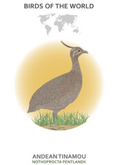 Andean Tinamou.eps
