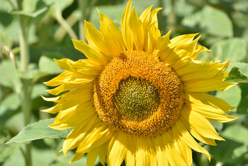 Fototapeta premium the entire sunflower field presents itself in all its charm