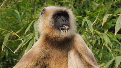 Obraz premium A solitary langur monkey sits peacefully on a terrace, delicately eating, its long tail curled and expressive eyes alert