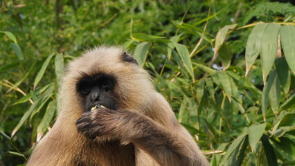 Obraz premium A solitary langur monkey sits peacefully on a terrace, delicately eating, its long tail curled and expressive eyes alert