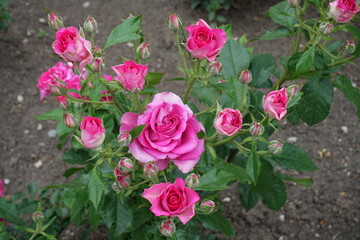 Many magenta colored flowers and buds in mid June