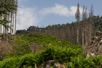 Fototapety na wymiar - Fototapeta24.pl