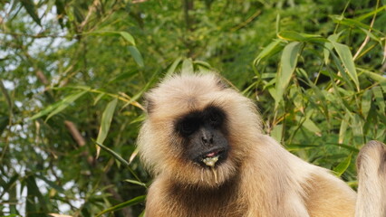 Fototapeta premium A solitary langur monkey sits peacefully on a terrace, delicately eating, its long tail curled and expressive eyes alert