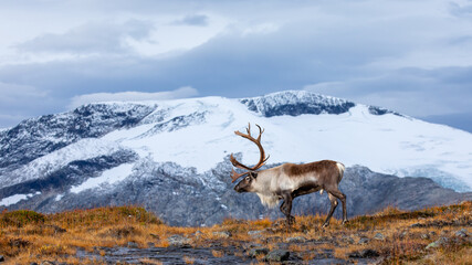 Karibu on the mountain © Andre