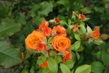Opening orange flowers of rose in mid June