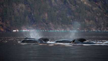 Obraz premium Whales swimming near fish farm in Norwegian fjord.